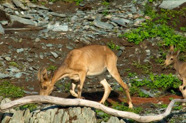 dağlar kadar dağ keçisi sürüsü