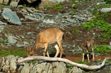 dağlar kadar dağ keçisi sürüsü
