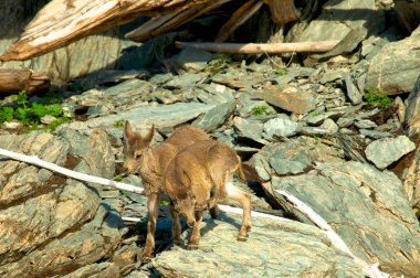 dağlar kadar dağ keçisi sürüsü