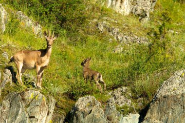 Yeşil orman dağlarında bir arka plan üzerinde dağ keçisi