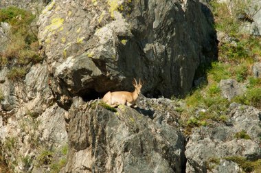 dağlar kadar dağ keçisi sürüsü
