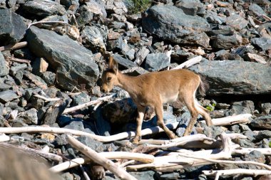 dağlar kadar dağ keçisi sürüsü
