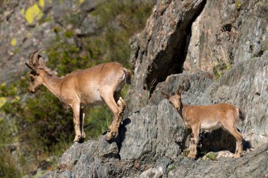 dağlar kadar dağ keçisi sürüsü