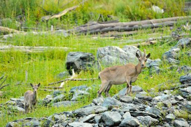 Genç dağ keçisi yeşil çim bir arka plan üzerinde yakın çekim
