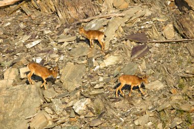dağlar kadar dağ keçisi sürüsü