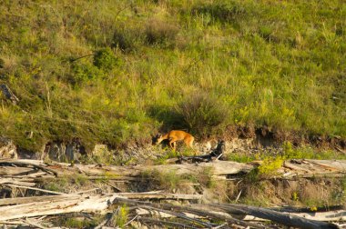 Karaca bir arka planda yeşil çimen