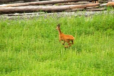 Karaca bir arka planda yeşil çimen