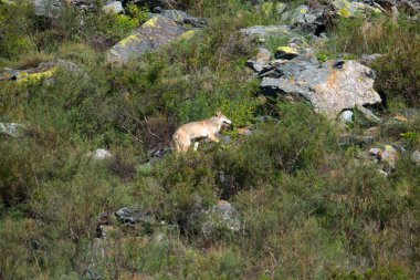 Gri kurt dağa tırmanıyor