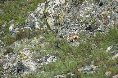 Gri kurt dağa tırmanıyor