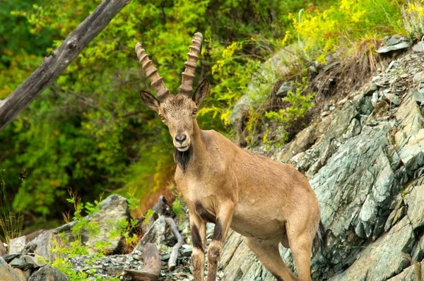 IBEX na tle zielonych lasów w górach — Zdjęcie stockowe