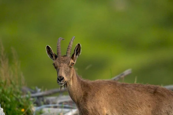 Jonge Steenbok close-up op een achtergrond van groen gras — Stockfoto