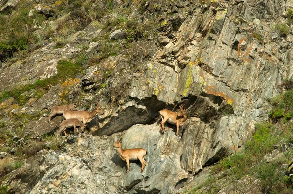 Steinböcke schwärmen in die Berge — Stockfoto