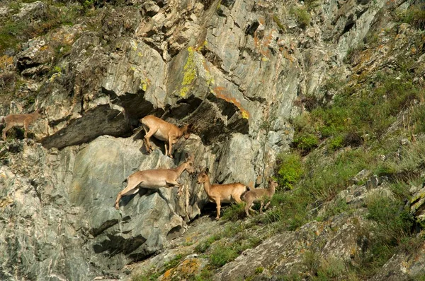 Bouquetin grouille de montagnes — Photo