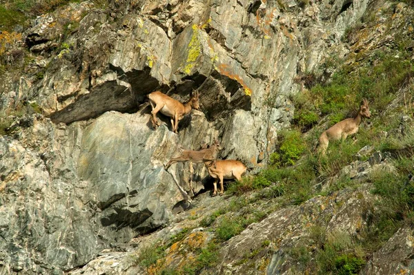 Steenbok zwerm bergen — Stockfoto