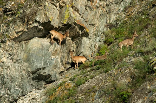 Steenbok zwerm bergen — Stockfoto