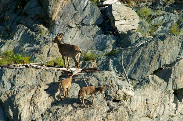 Bouquetin grouille de montagnes — Photo