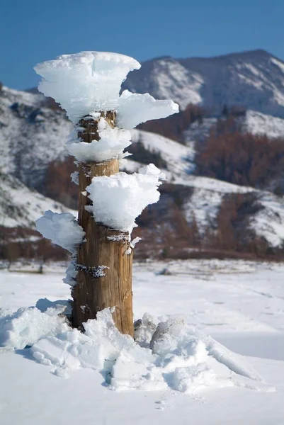 Strange form Icicles on tree at the lake — Stock Photo, Image