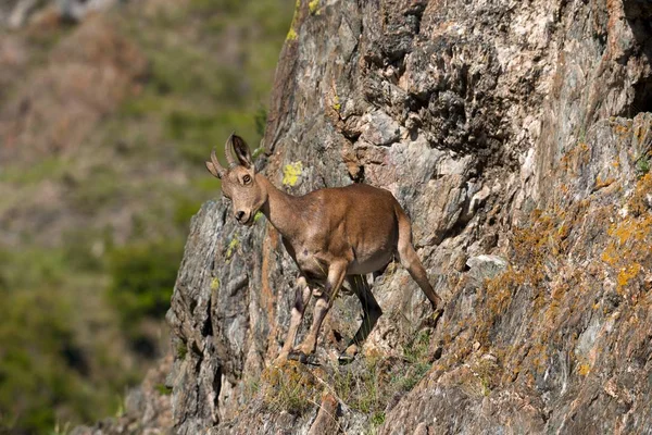 Bouquetin grouille de montagnes — Photo