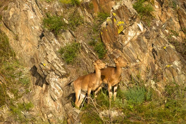 Steenbok zwerm bergen — Stockfoto