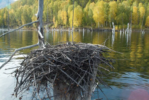 Мертвые деревья и птицы гнездятся в воде в горах — стоковое фото