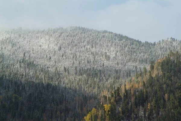 Bosque nevado en las cimas de las montañas —  Fotos de Stock