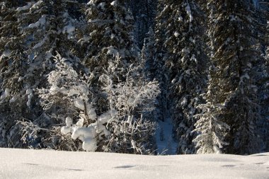 Karla kaplı ağaçlarla kaplı güzel kış manzarası