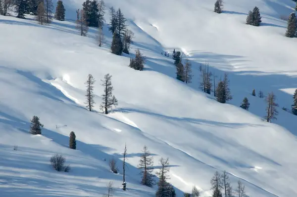 Bevroren winter bos op de achtergrond van een grijze lucht — Stockfoto