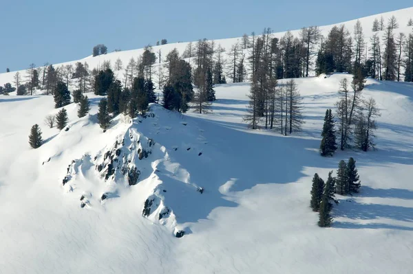 Foresta invernale congelata su uno sfondo di cielo grigio — Foto Stock