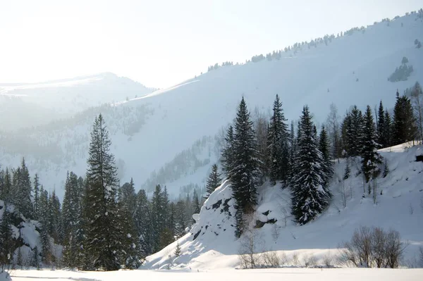 Bosque de invierno congelado sobre un fondo de cielo gris —  Fotos de Stock