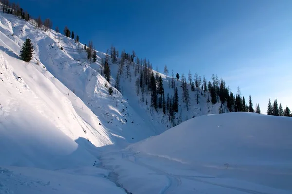 雪に覆われた小ぎれいな木と青い空 — ストック写真