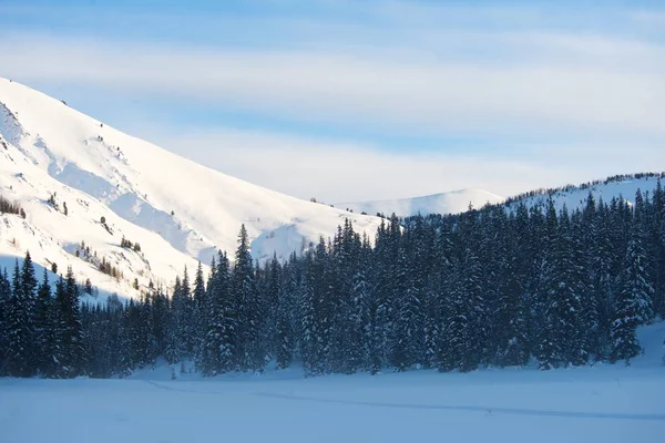 Beau paysage hivernal avec des arbres enneigés — Photo