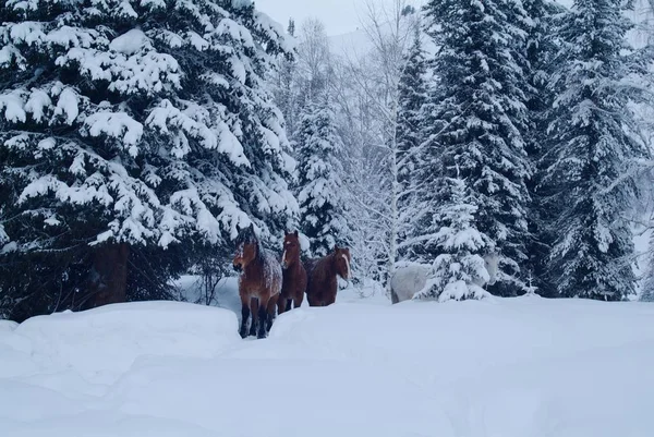 Trzy konie pochodzą z zamarzniętym lesie — Zdjęcie stockowe