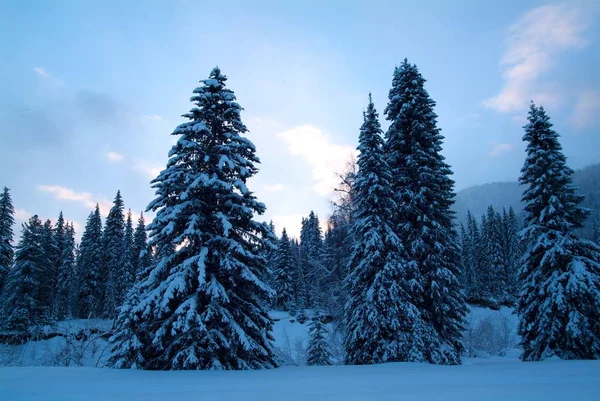 Beautiful winter landscape with snow covered trees — Stock Photo, Image