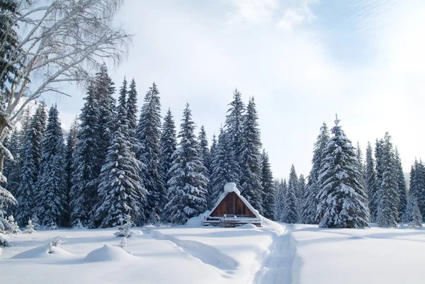 Winter wooden house in the woods — Stock Photo, Image