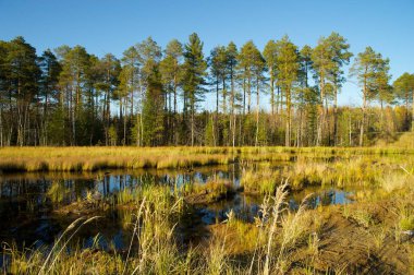 Drift ahşap ormanları bataklıkta üzerine
