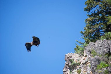 Yırtıcı Kuş Uçuş takip av için
