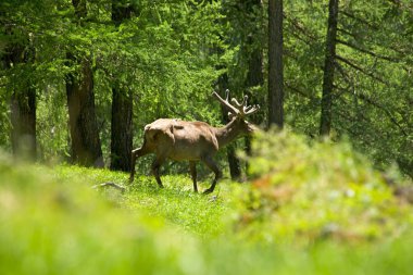 Yalnız maral bir sis yeşil çimenlerin üzerinde koşturup