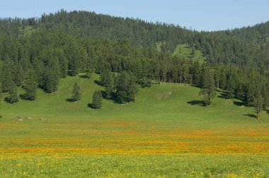 Çayırda, güneş ışığında kadife çiçekleri