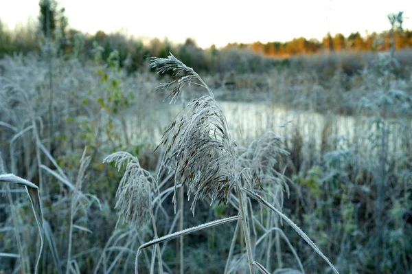 Marsh grass in hoarfrost on a background of yellow autumn sun — Stock Photo, Image