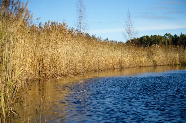 Reed ao longo do pântano no fundo de um pôr-do-sol amarelo — Fotografia de Stock