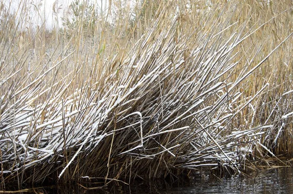 Cattail e bulrush sob a neve — Fotografia de Stock