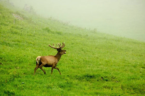 Un solitario un maral corriendo por la hierba verde en la niebla Imagen De Stock