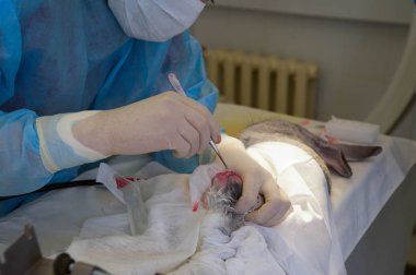 Tavşan pençe üzerinde işlem