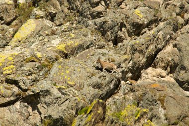 Dağ keçisi taşları üzerine iner