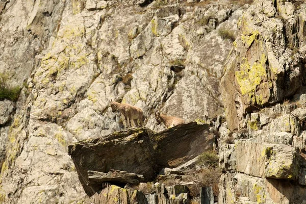 The family of mountain goats — Stock Photo, Image