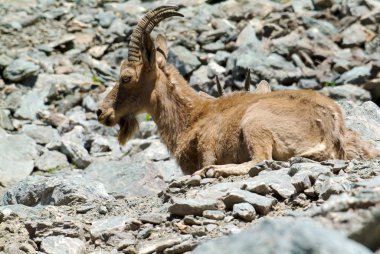 Dağ keçisi taşları üzerine iner