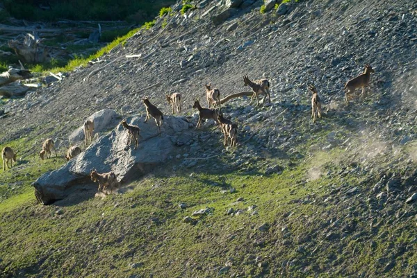 La familia de las cabras de montaña —  Fotos de Stock
