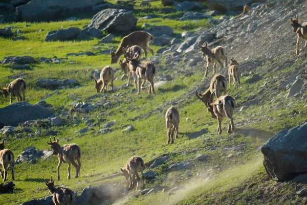 La familia de las cabras de montaña —  Fotos de Stock