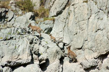 Dağ keçileri ailesi