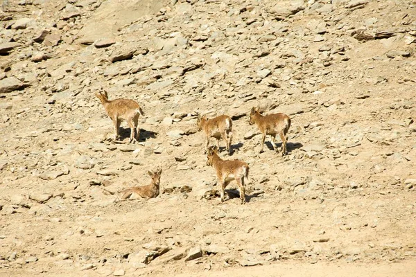 A família de cabras montesas repousa sobre as rochas — Fotografia de Stock